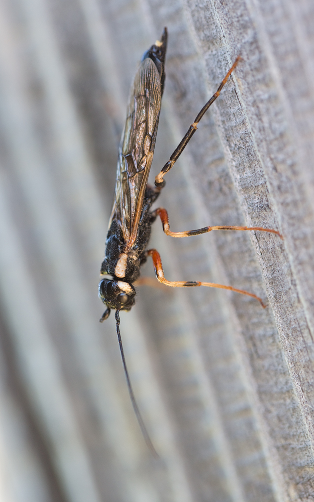 20130802_5455-schlupfwespe.jpg