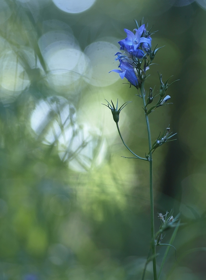 Glockenspiel  iso 400  f 2.8  80tel  02.07.13_filtered.jpg
