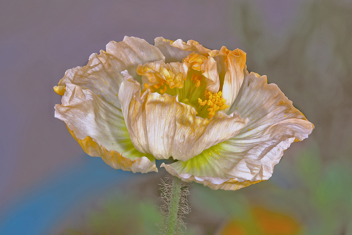Mohnstack-13-Bilder.jpg