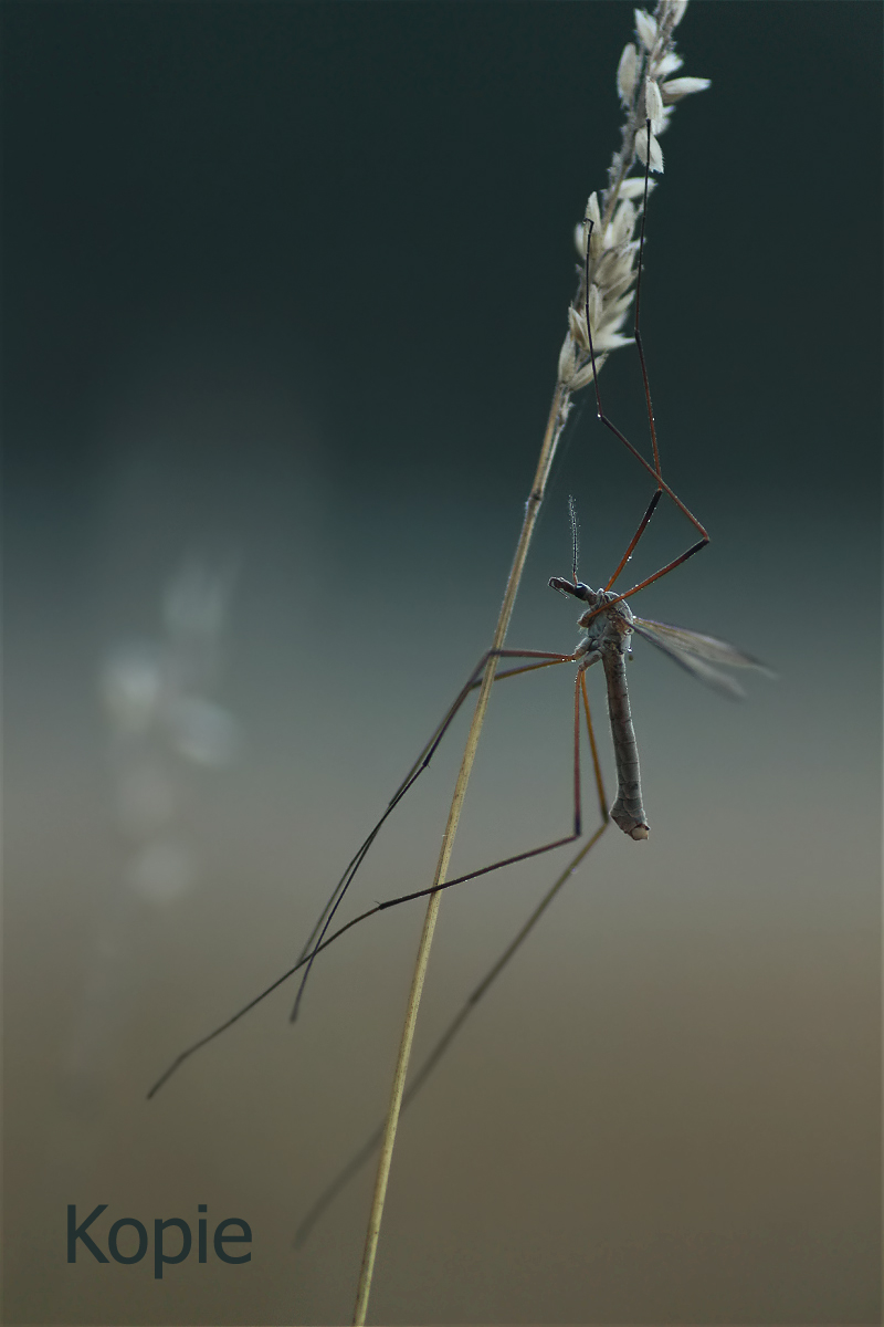 schnake07makro_641 Kopie.jpg