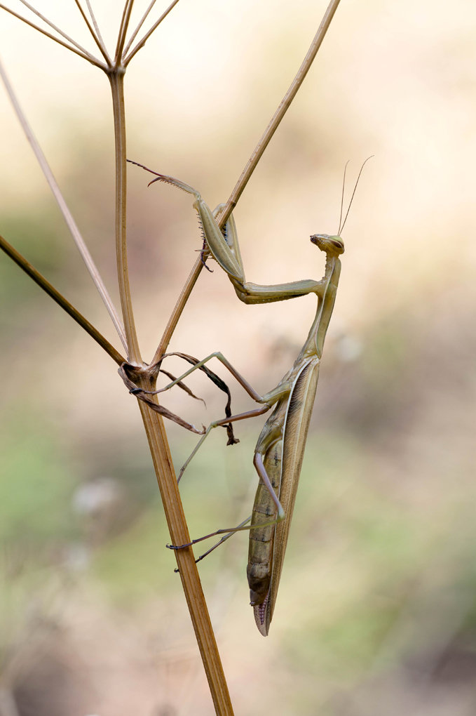 IMG_4928Mantis.jpg