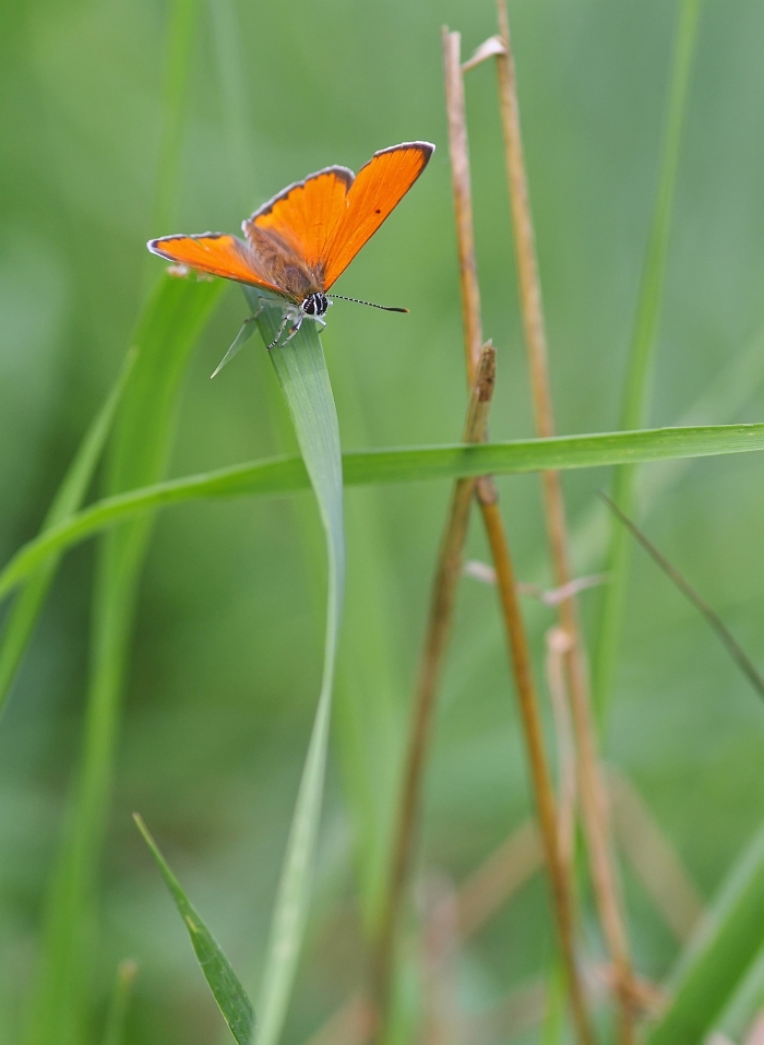 grosser Feuerfalter  iso 200  f 3.5  250tel  04.08.13  HF_ji_filtered.jpg
