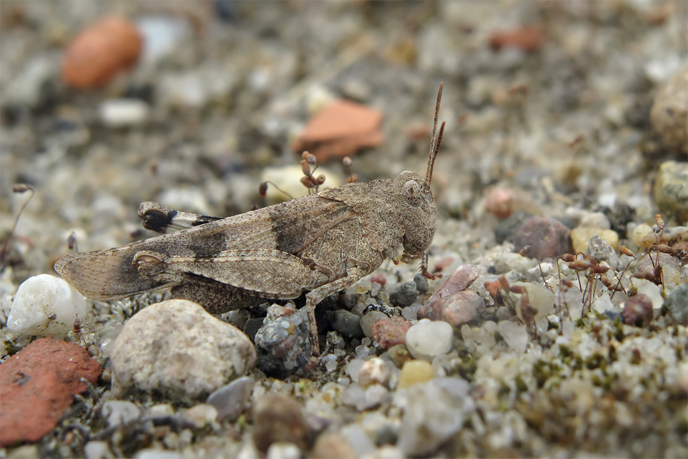 Oedipodia_caerulescens_3.jpg