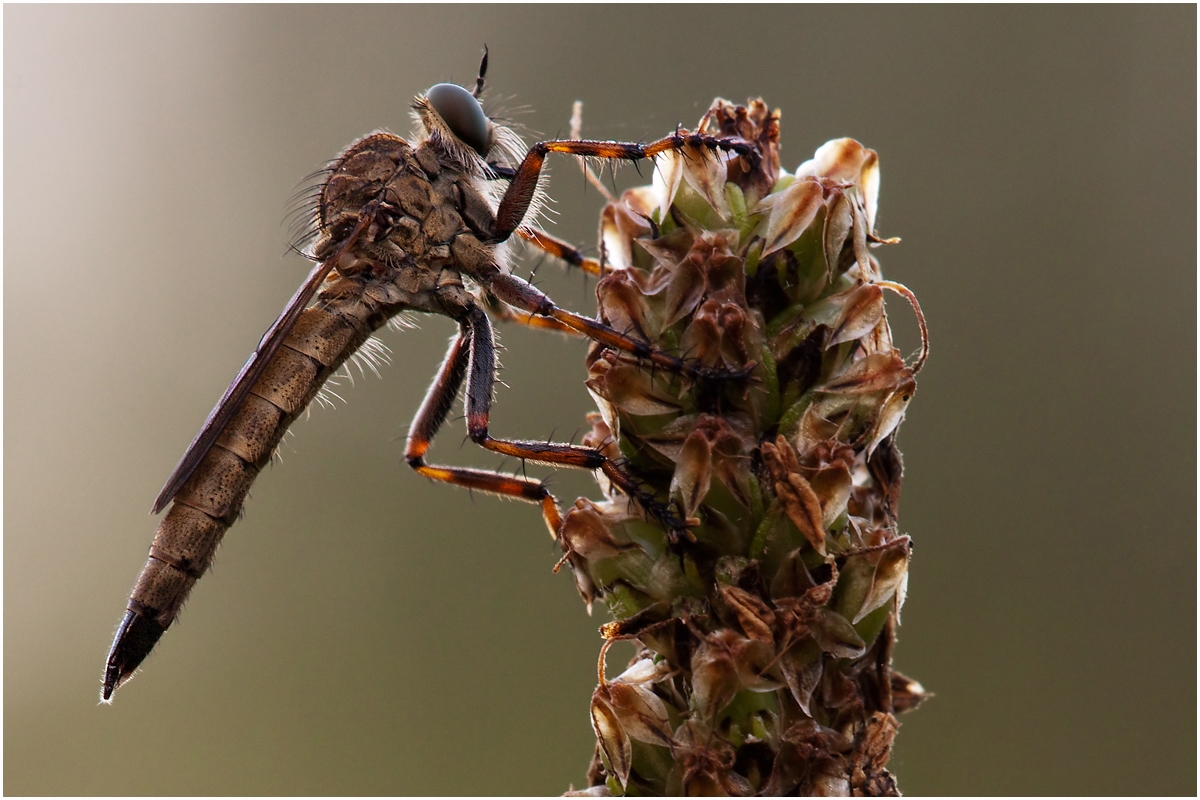 Raubfliege-8046_webR1k.jpg