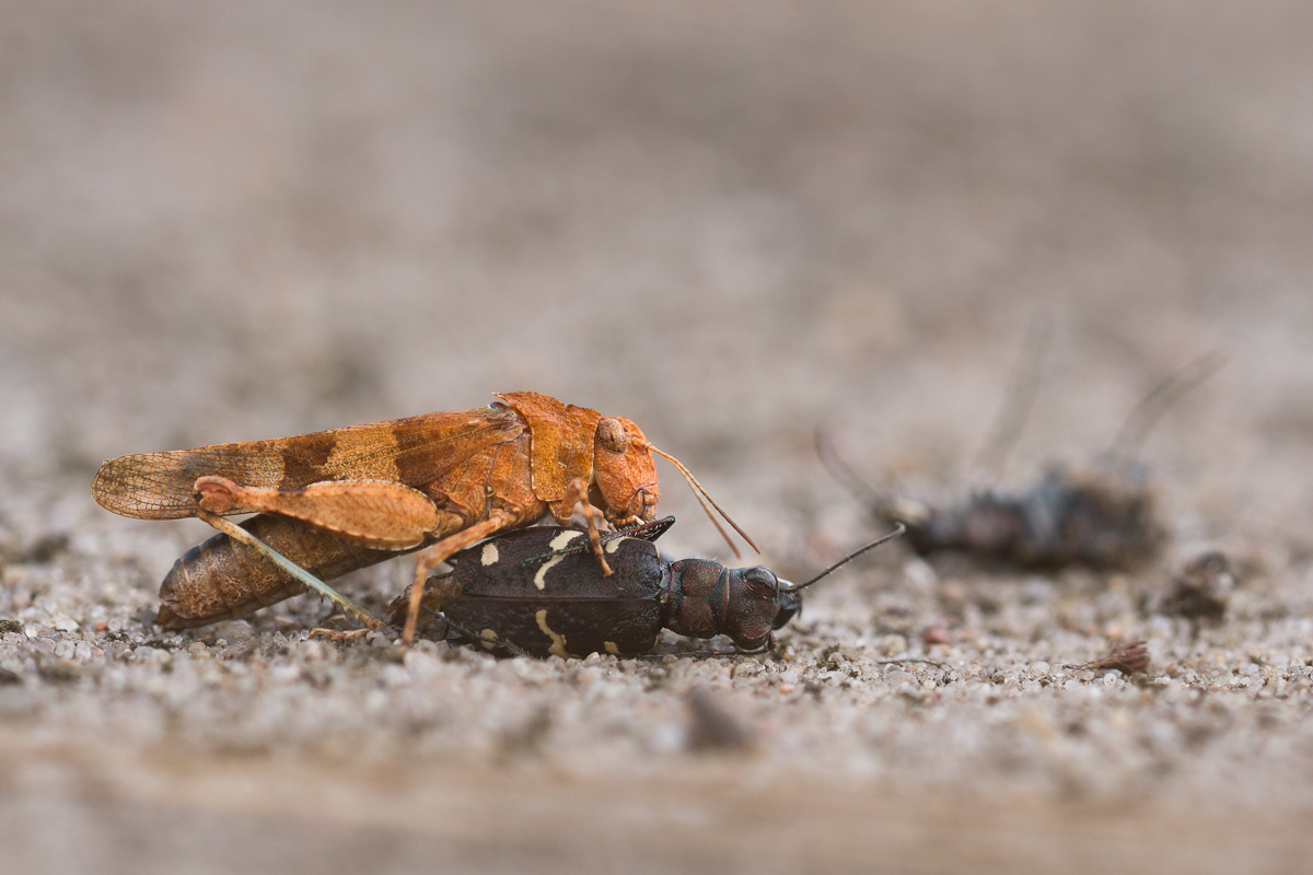 Schrecke vs Laufkäfer-3553.JPG