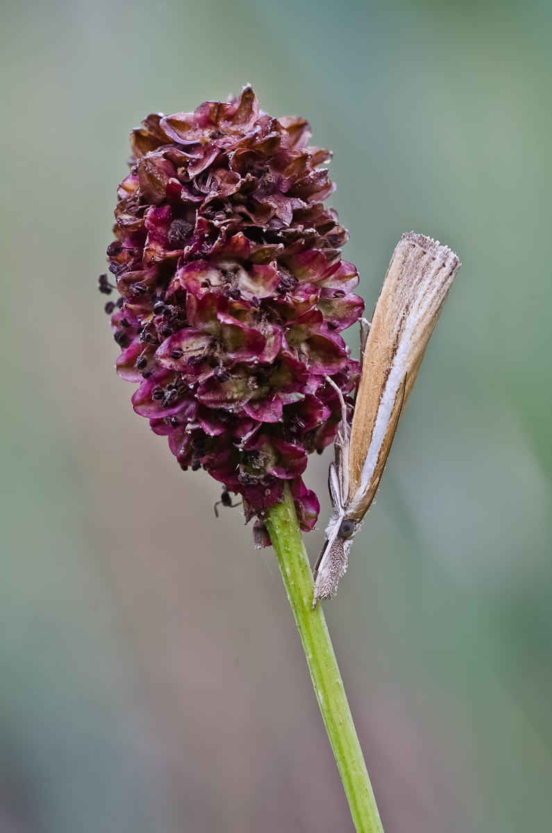 Zünsler_17082013.jpg