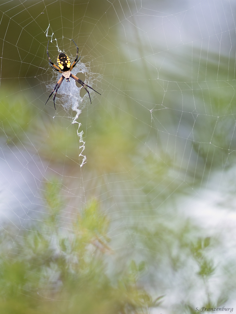 P8240547_Argiope aurantia_klein.jpg
