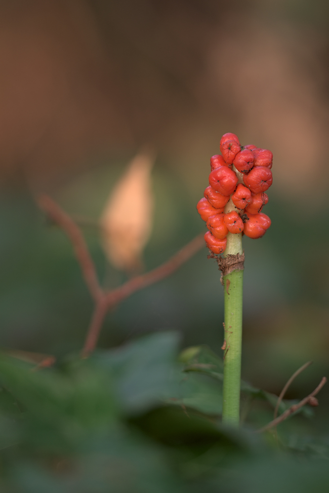 D5100_4902.jpg