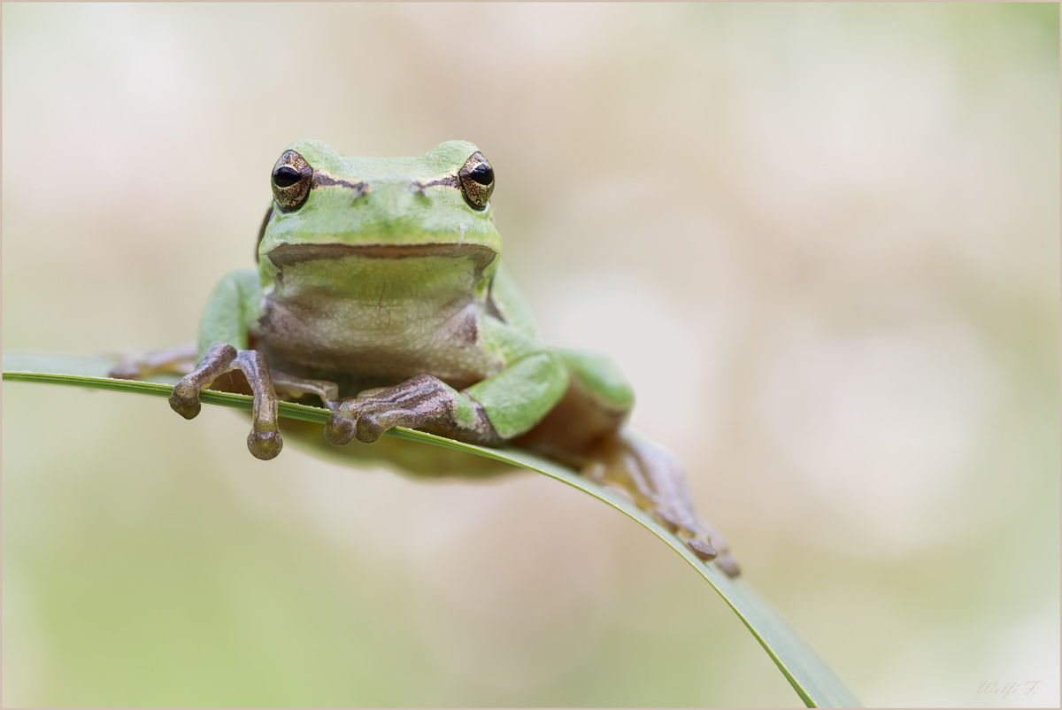 Laubfrosch.jpg