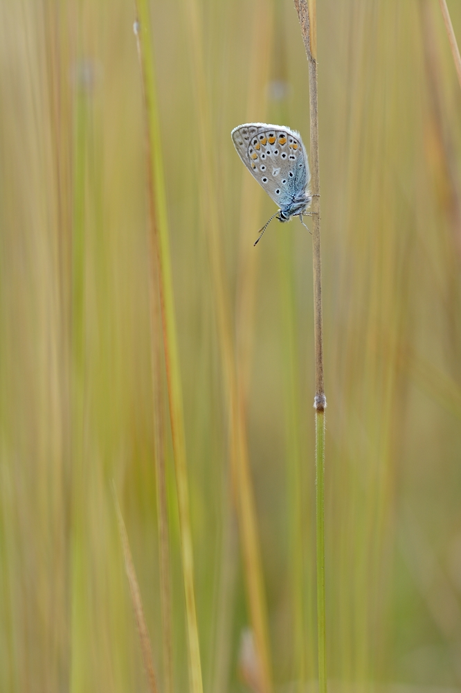 Bläuling_07.jpg