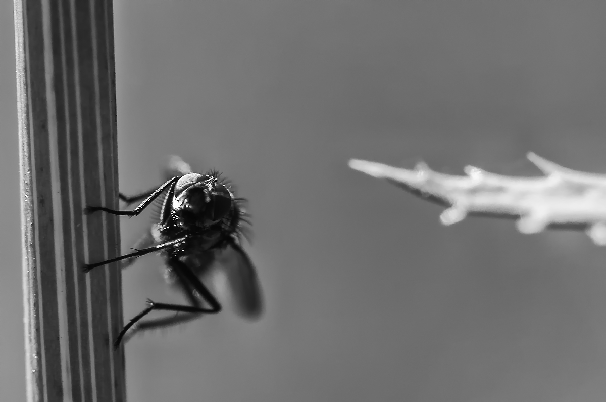 Fliege_monochrom.jpg