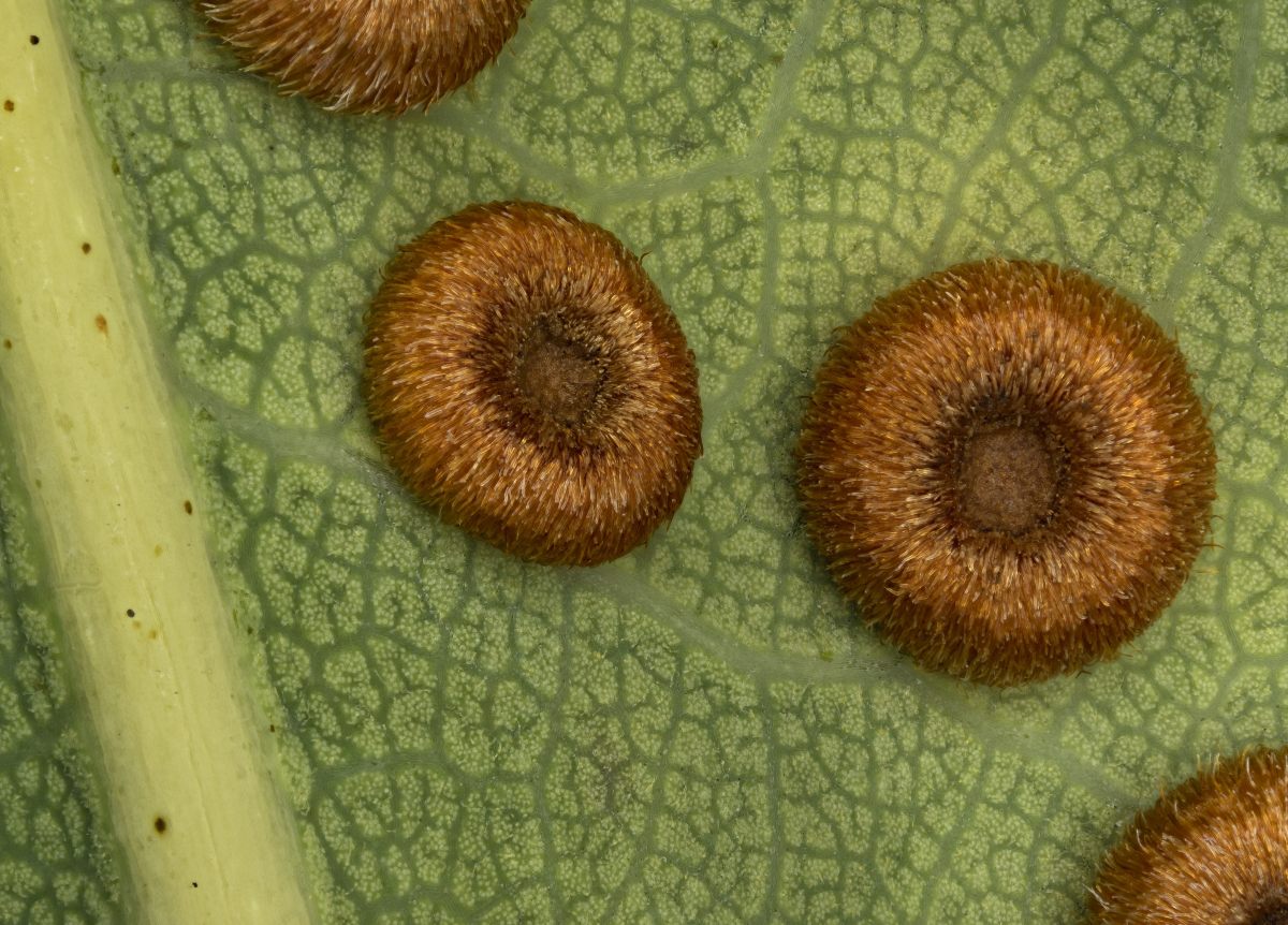 02630_D600_Luminar40_4zu1_Neuroteru_numismalis_0025.JPG