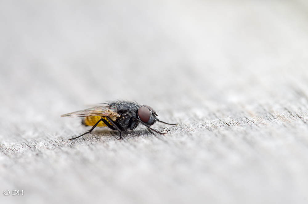 130502_Fliege_DH.jpg