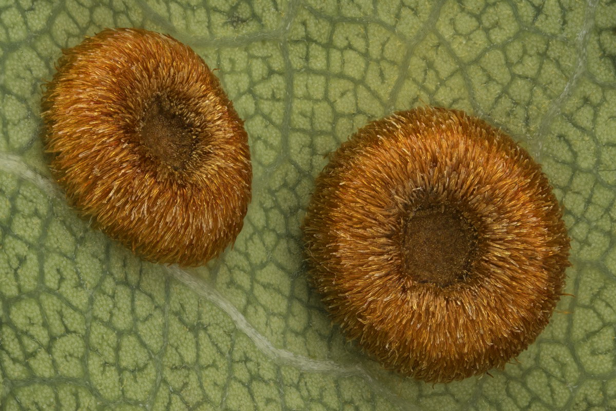 02631_D600_Luminar25_6zu1_Neuroteru_numismalis_0015.JPG