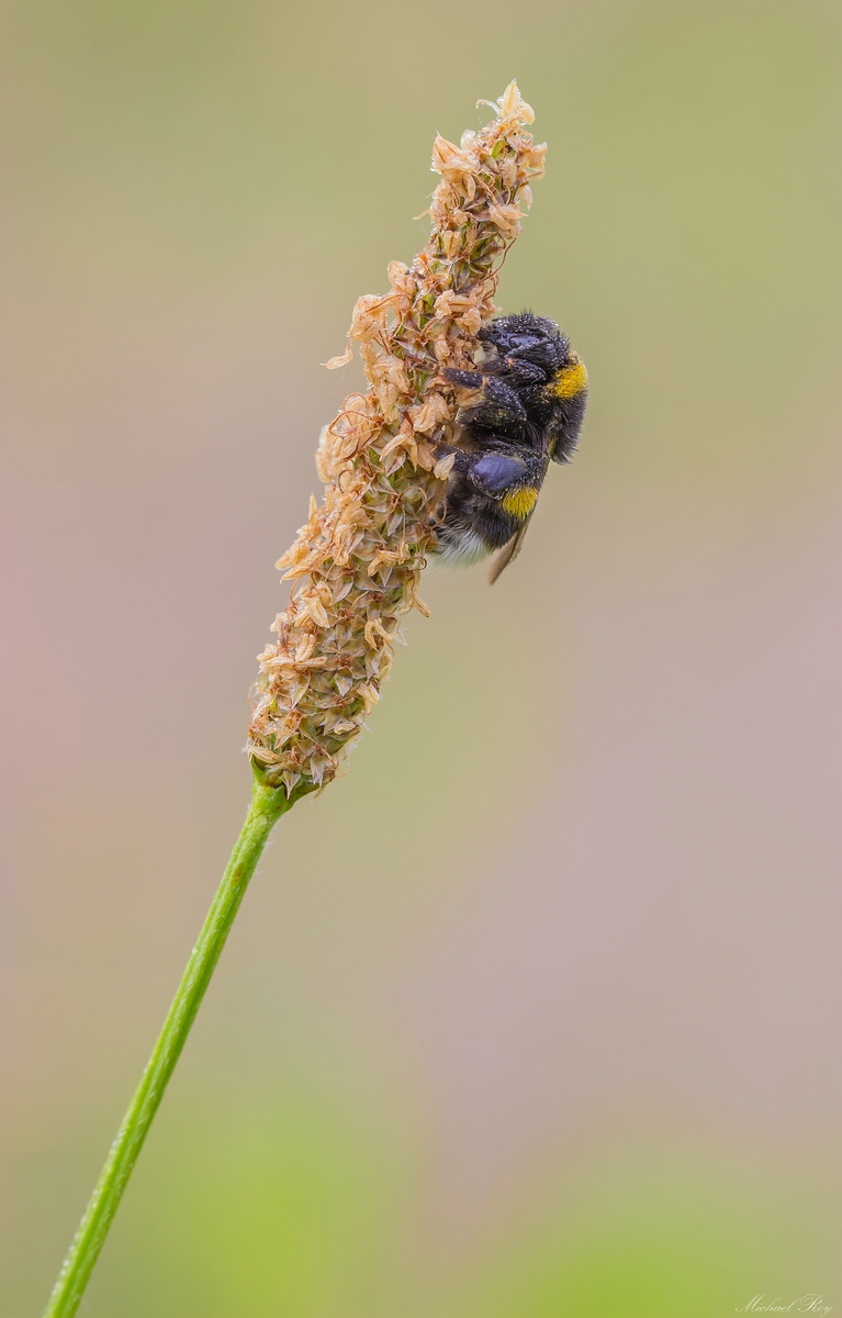 comp_1Hummel-6572.jpg