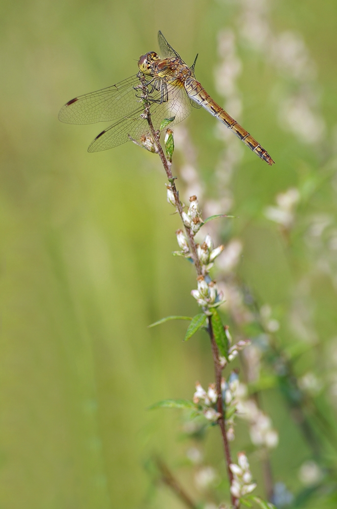 IMGP9402_filtereda1000.jpg