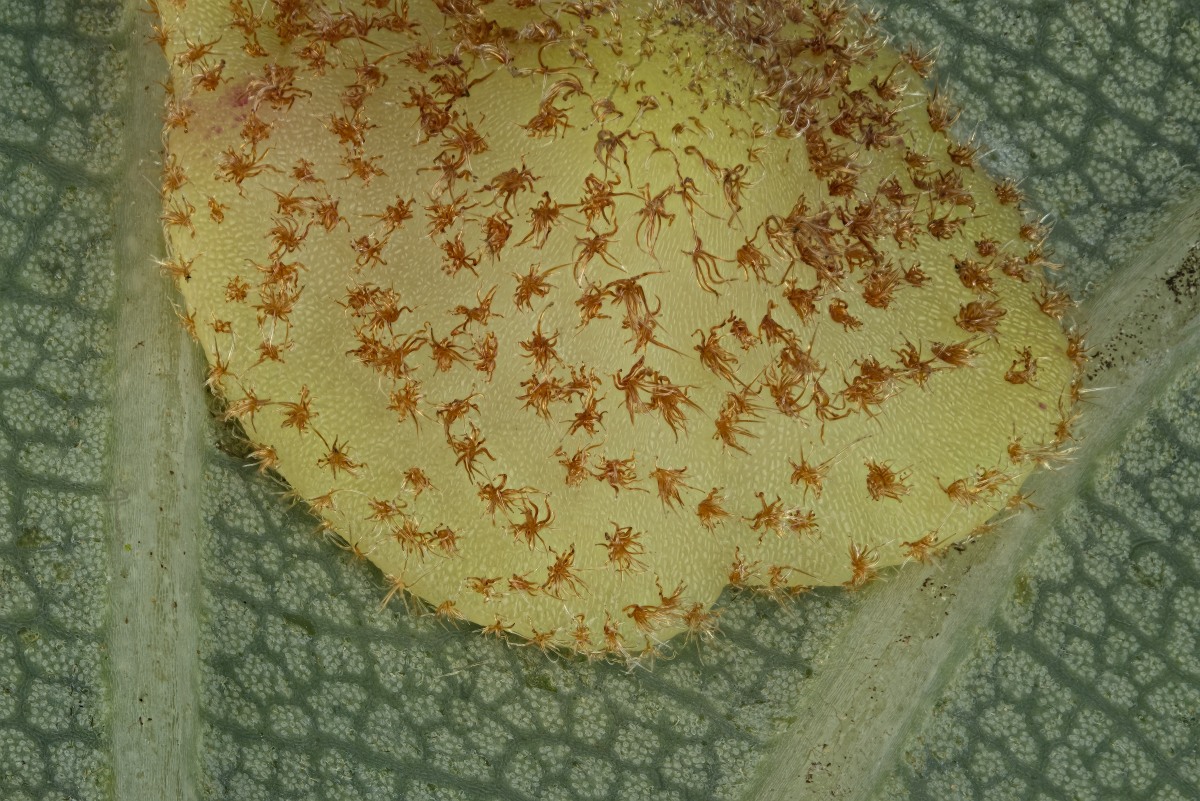 02651_Luminar25_7zu1_Neuroterus_quercusbaccarum_002.JPG
