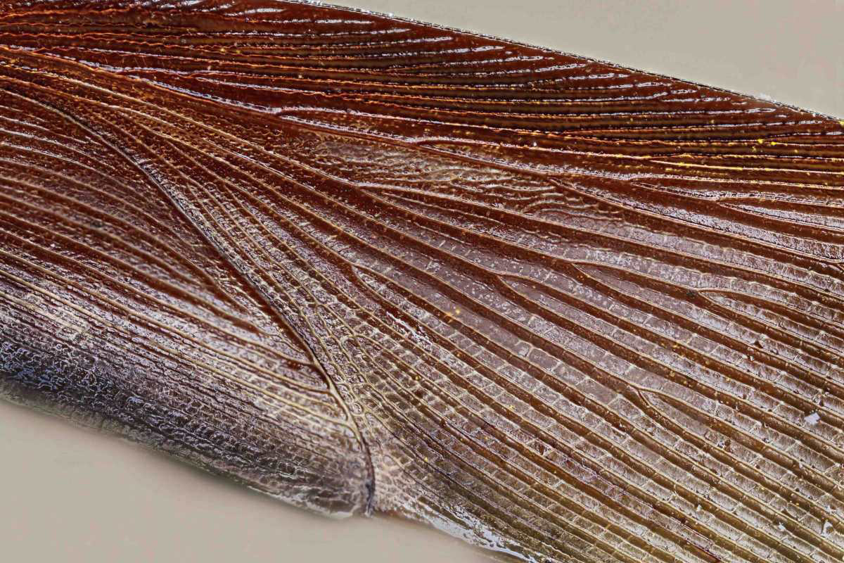 Schabenflügel 13.jpg