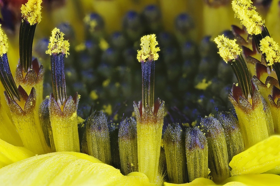 sonnenblume1.jpg