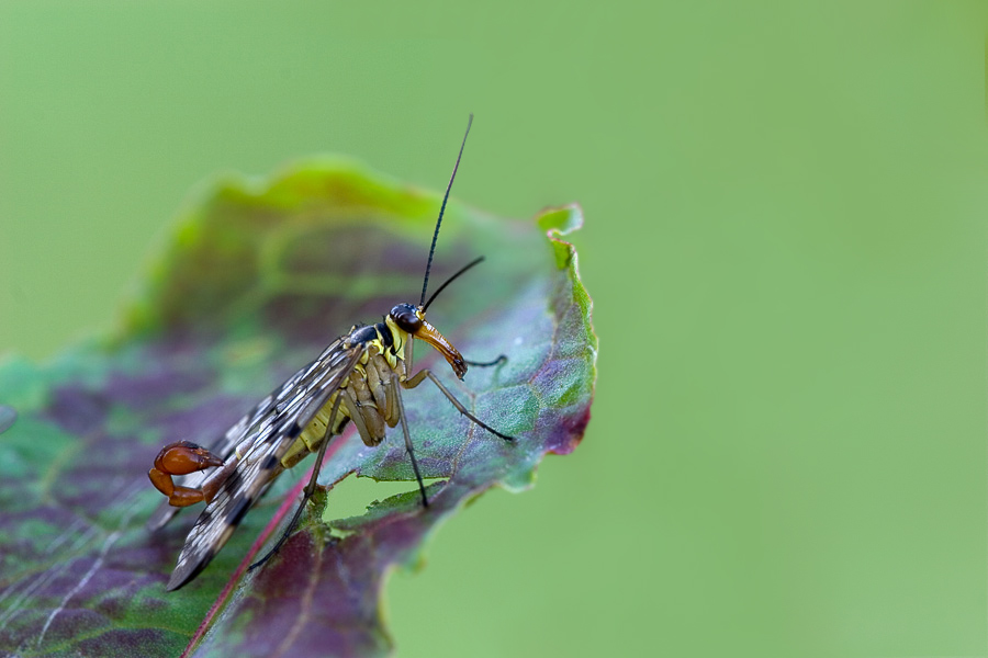 img070826_skorpionsfliege_0.jpg