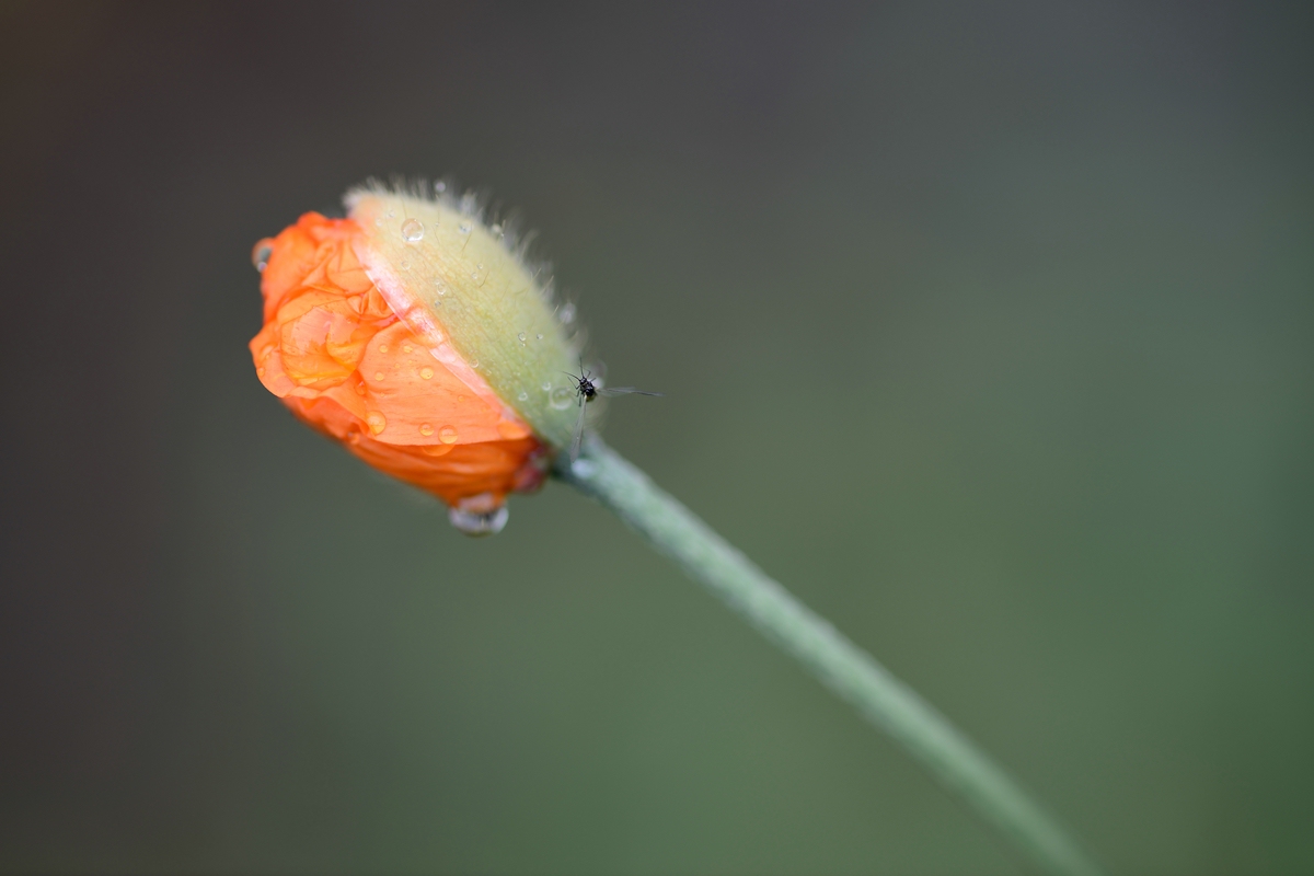 Mohnblüte.jpg