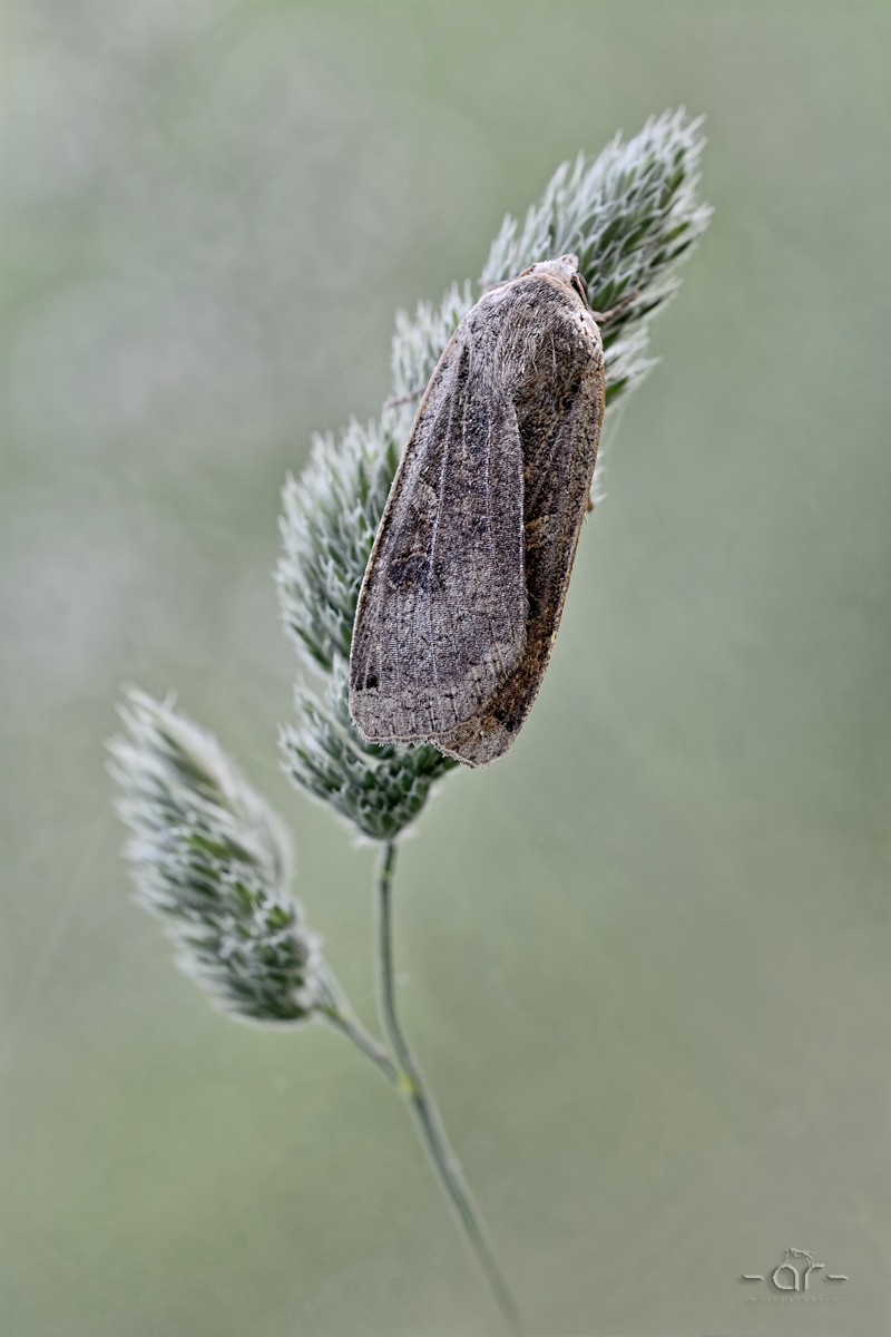 DSC_8272.jpg