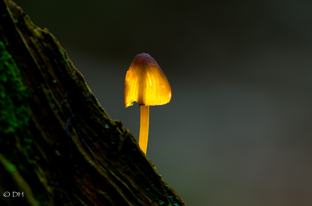 131006_Lichtpilz_DH-2.jpg