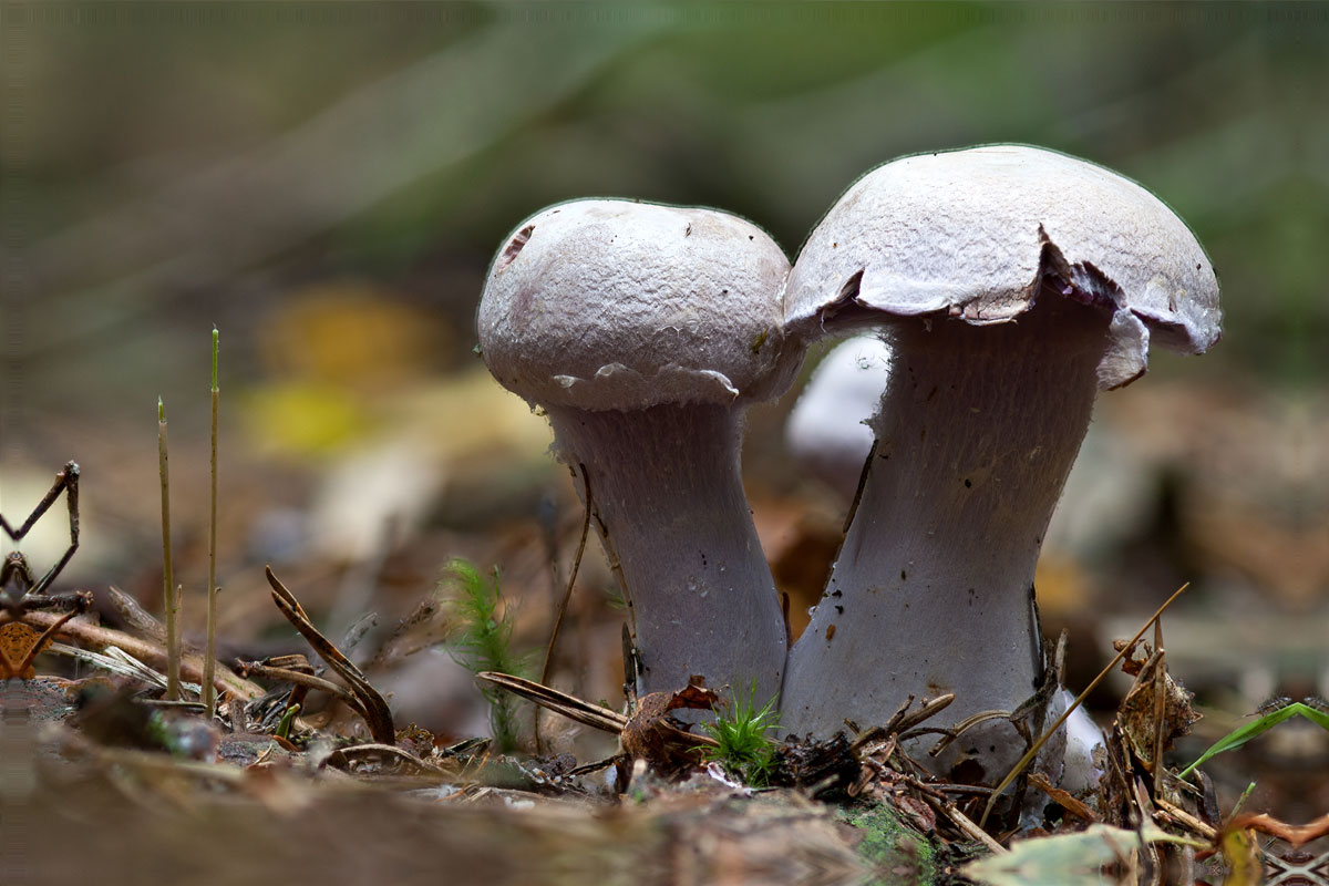 Pilz-stack-web.jpg