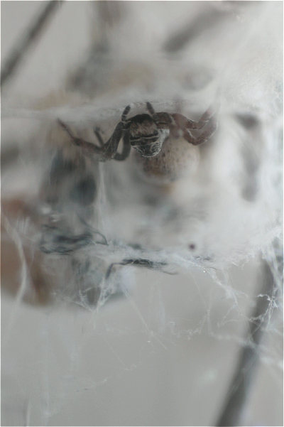 Weibchen02makro.jpg