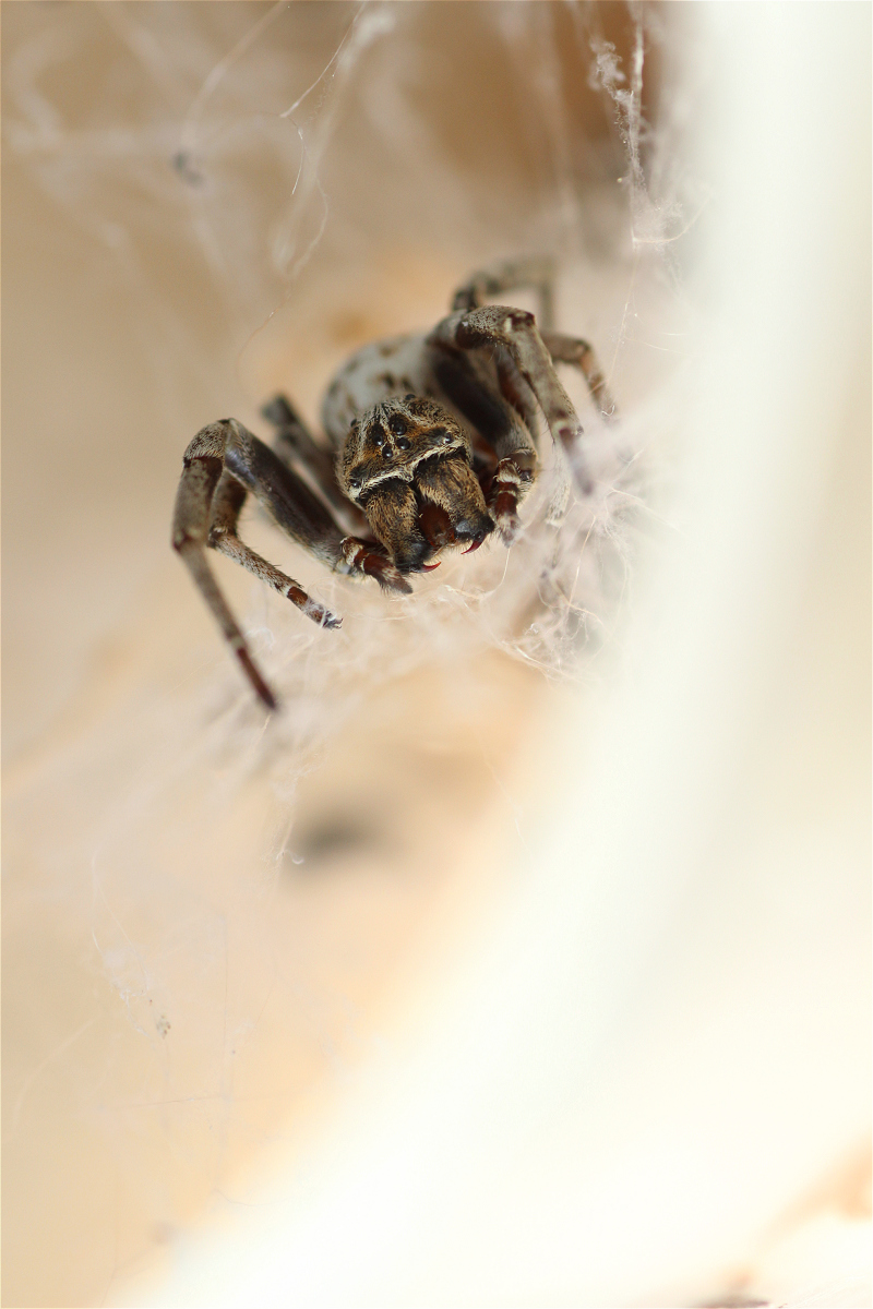 male01makro.jpg