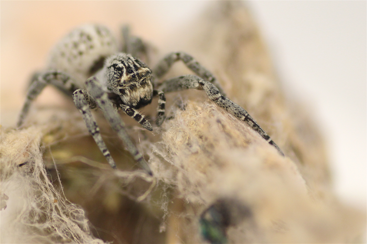 Weibchen01makro.jpg