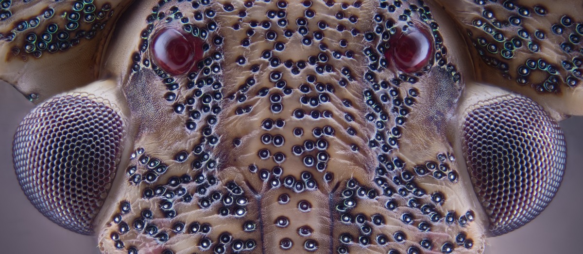 02690_D600_Nikon10_9zu1_Raphigaster_nebulosa_001_Ausschnitt.JPG