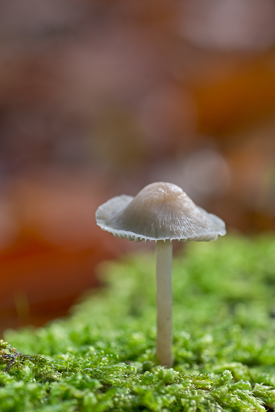 Pilz1_1.jpg