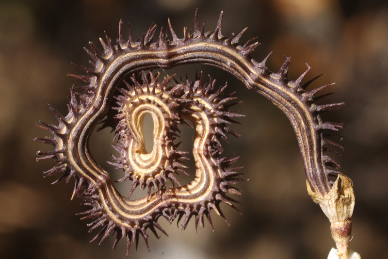 Scobiurus muricatus_552.JPG