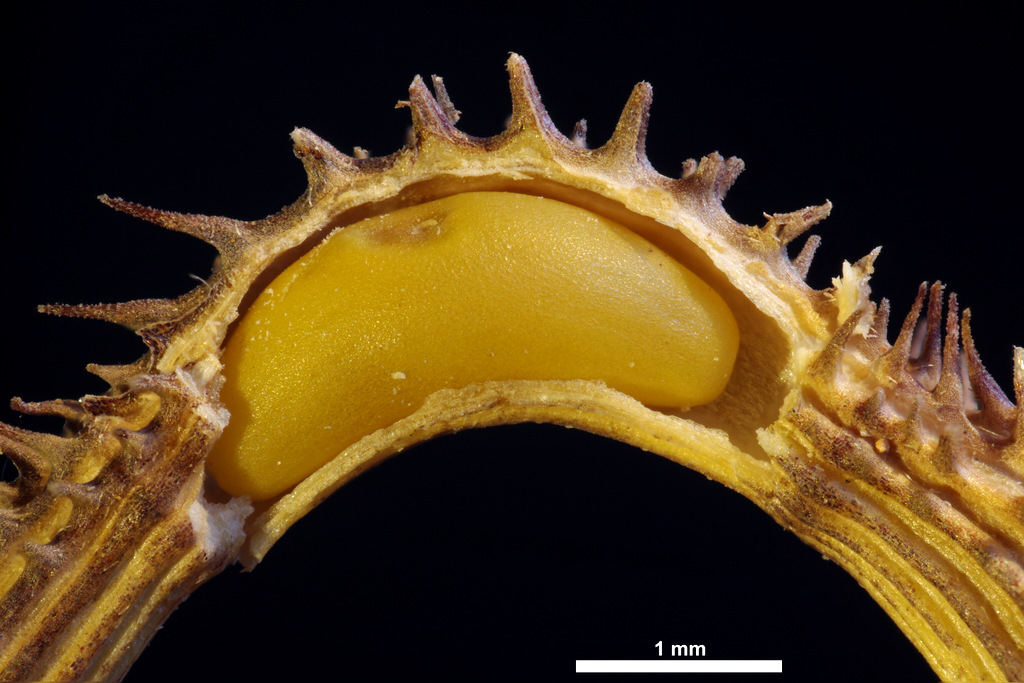 Scobiurus muricatus_557.jpg