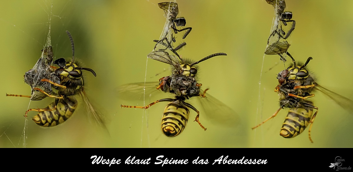 Wespenklau_Bildgröße ändern.jpg