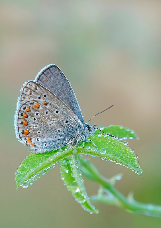 Blue3F.jpg