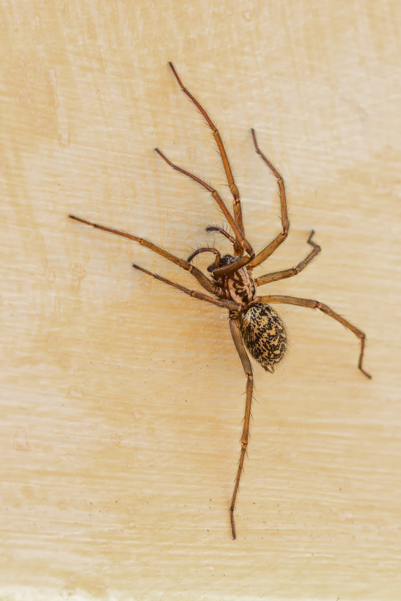 Hauswinkelspinne.jpg