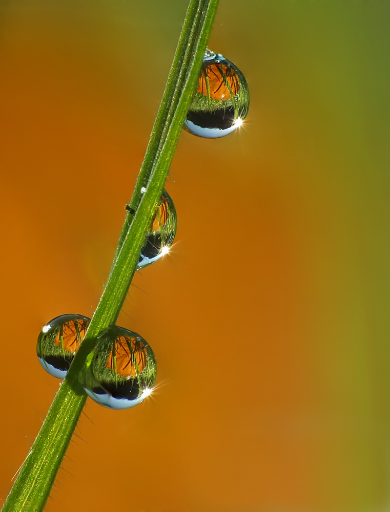 Herbstzeit im Gräseruniversum.jpg