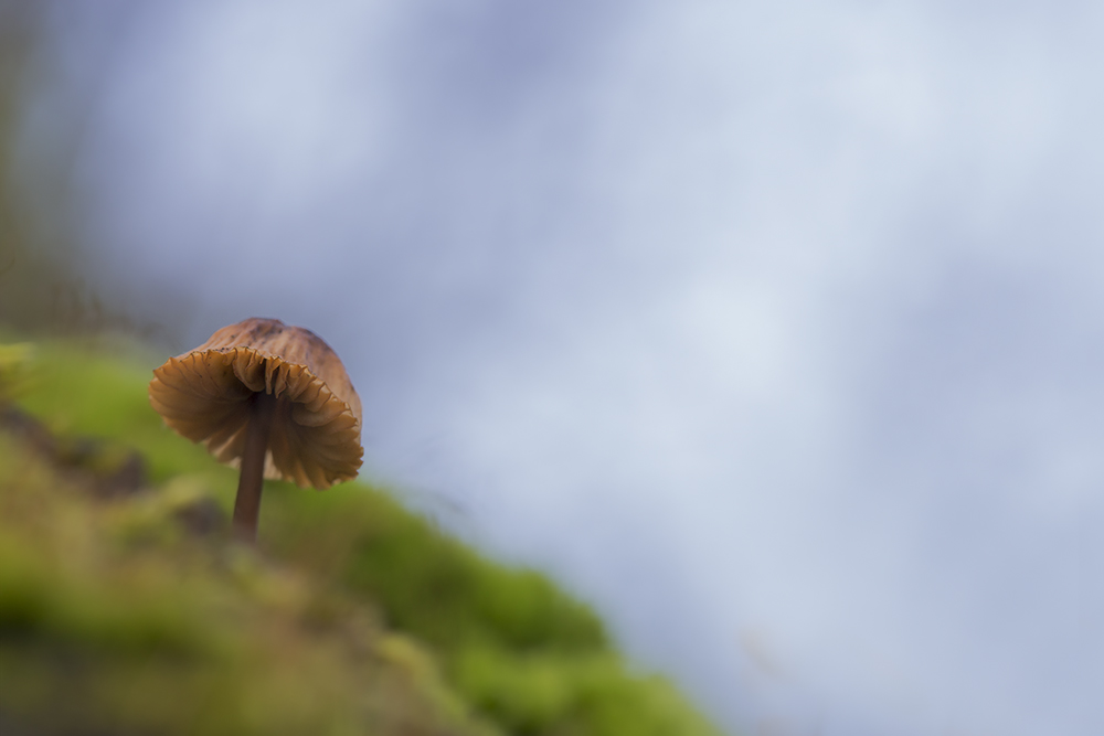 _MG_1467a.jpg
