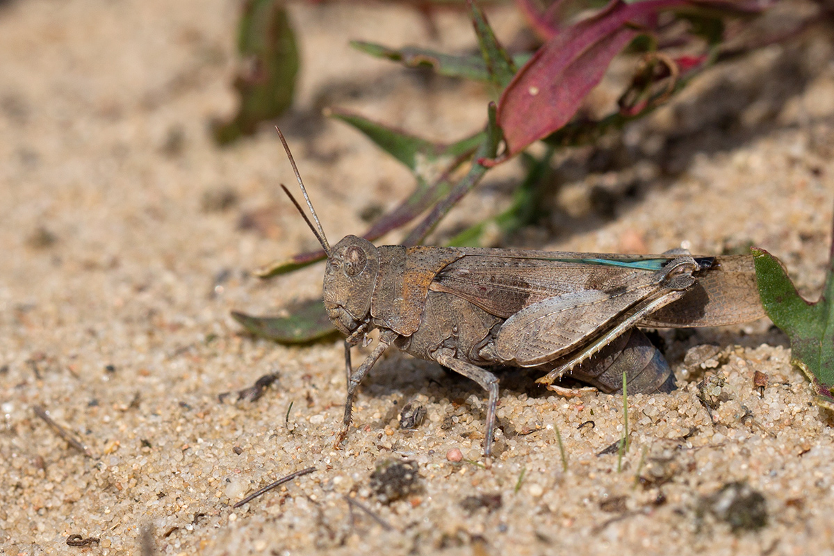 8V6A2322blauflüglige-Ödlandschrecke.jpg
