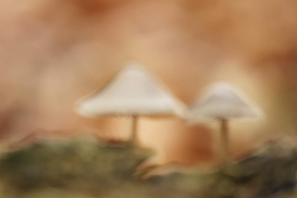 DSC00211-denoised.jpg