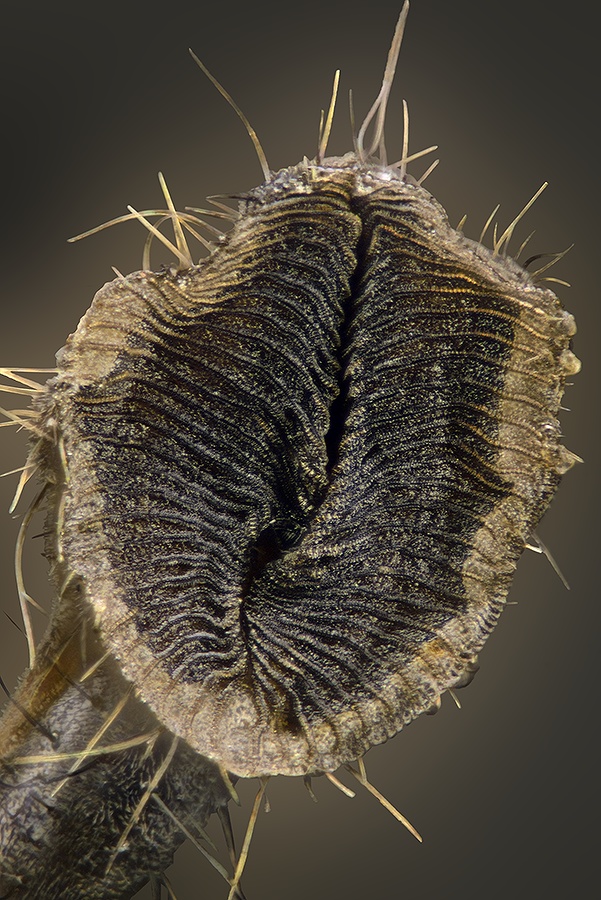 2013-11-08_02.22_490t_HeC-1_40x_25-k_2.jpg