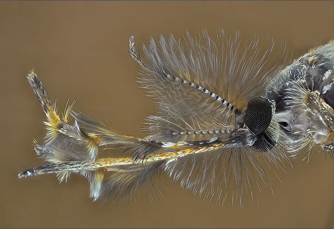2013-11-12-09.21.14 ZS PMax.jpg