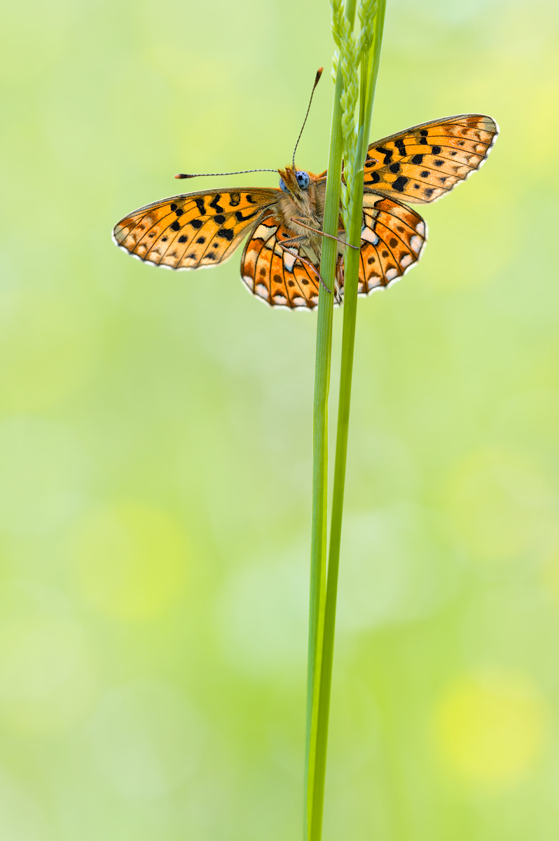 Silberfleck-Perlmuttfalter-_130522_02.jpg