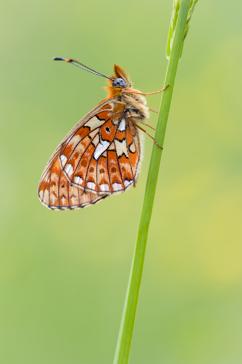 Silberfleck-Perlmuttfalter _130522_01.jpg