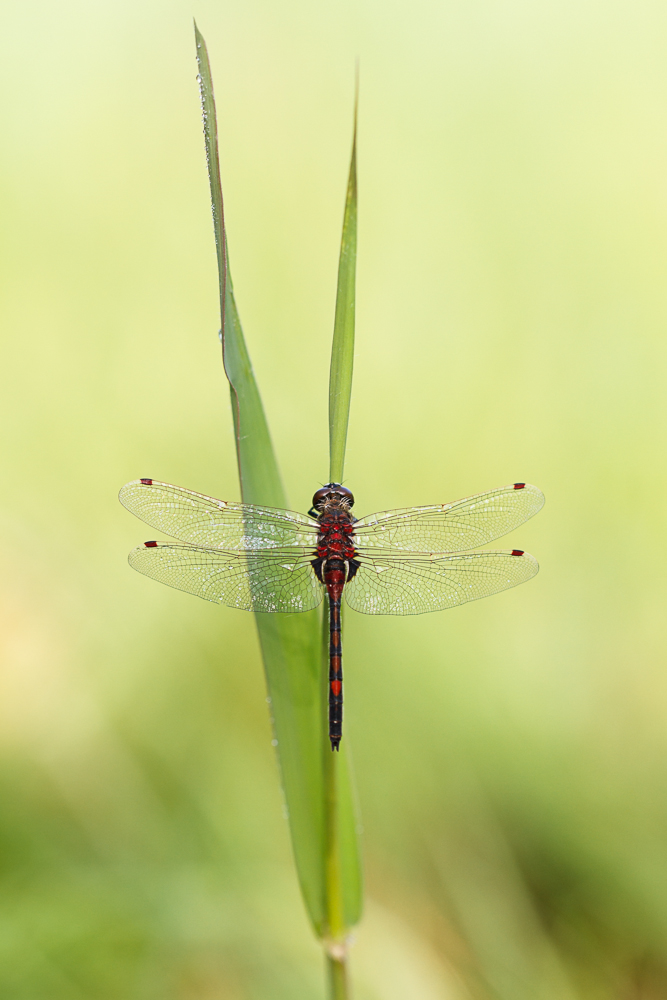 20130519-IMG_8513-b.jpg