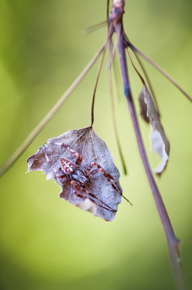 DSC_0221-bb.jpg