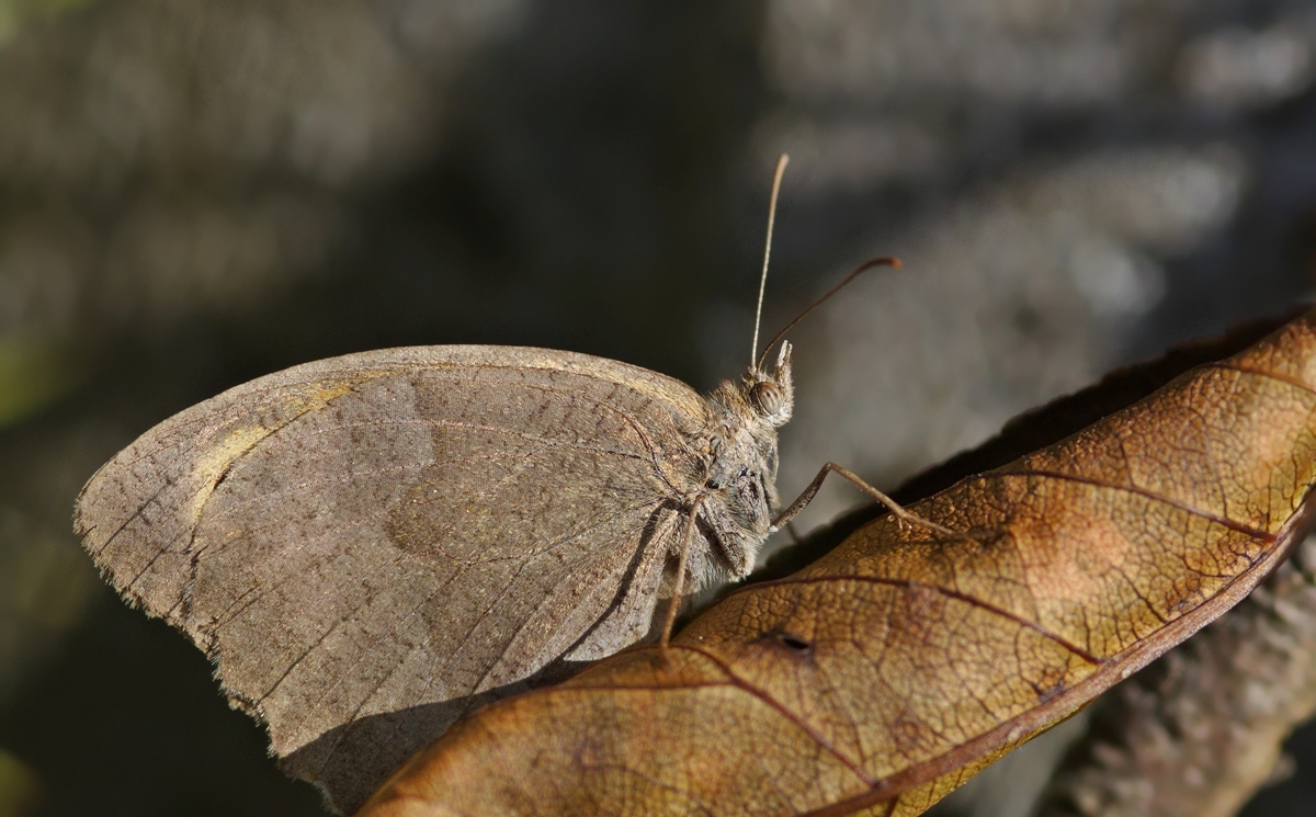 DSC_7911.jpg