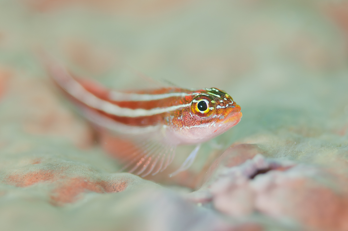 Gobie-9617.jpg
